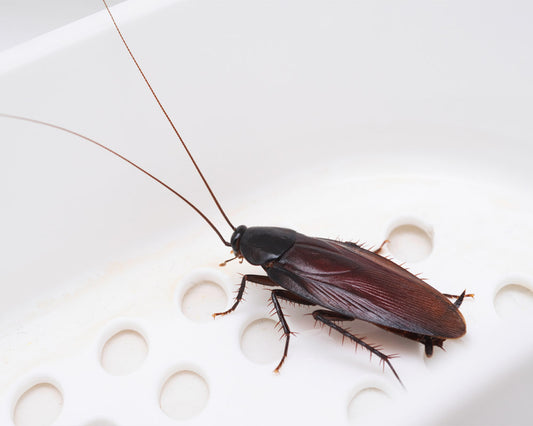 "Effective Cockroach Control Measures for Restaurants in Kuala Lumpur"